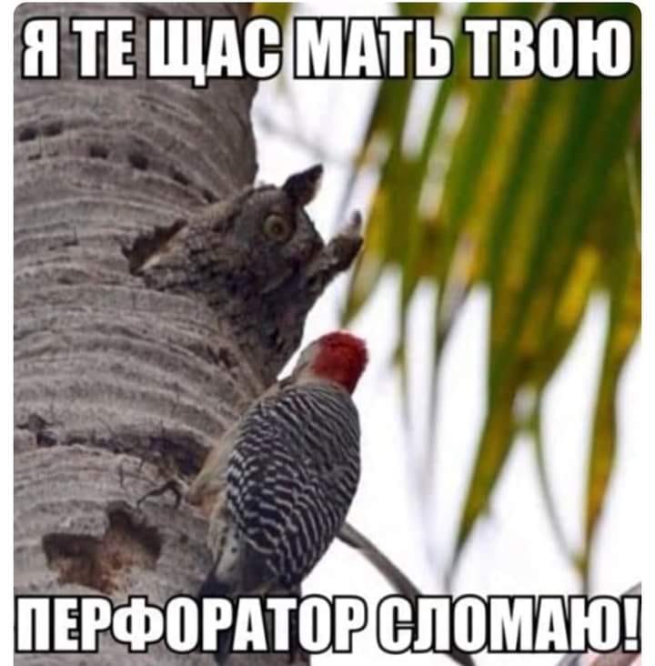 Я ТЕ ЩАС МАТЬ ТВОЮ ПЕРФОРАТОР СЛОМАЮ!